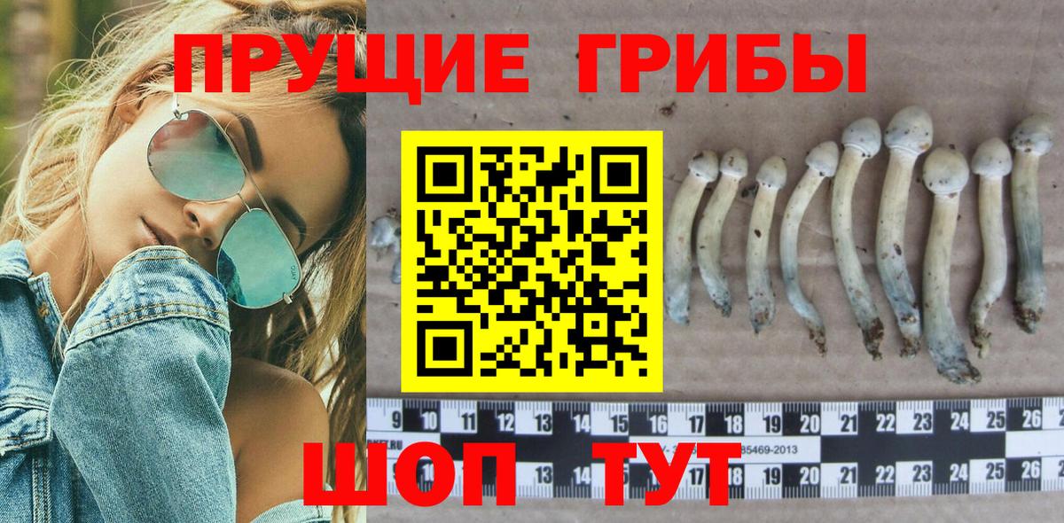 Бузулук  Псилоцибиновые грибы прущие грибы  Вход с VPN 